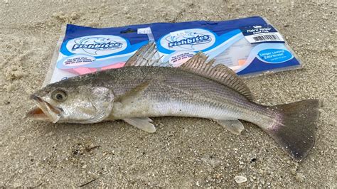 fishing on dauphin island|dauphin island fish species.